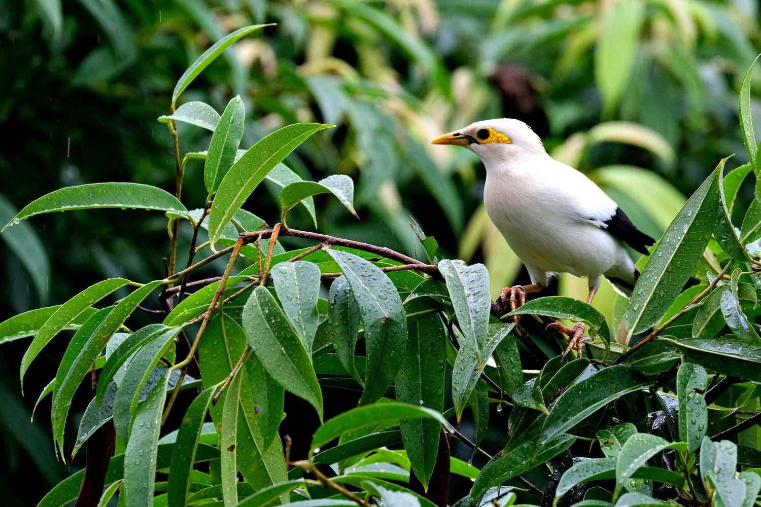 Gift 3 Trees - Wedding Pack