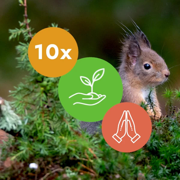 Gift 10 Trees - Gratitude Pack