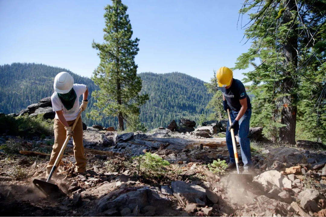 Gift a Tree - Christmas Pack