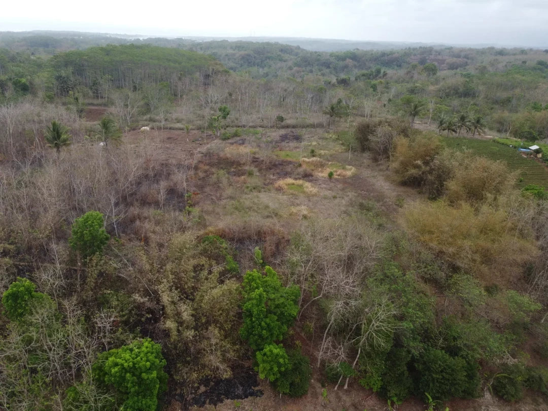 Gift 3 Trees - Wedding Pack