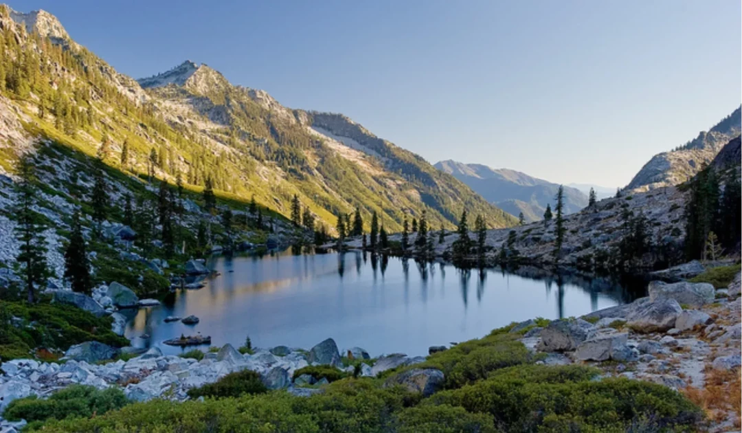 Gift a Tree - Christmas Pack