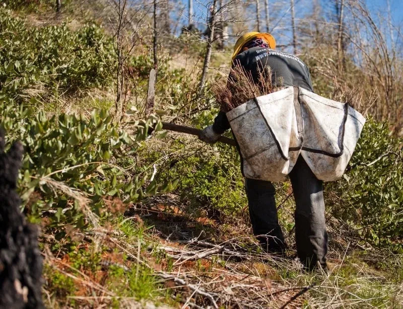 Gift a Tree - Christmas Pack