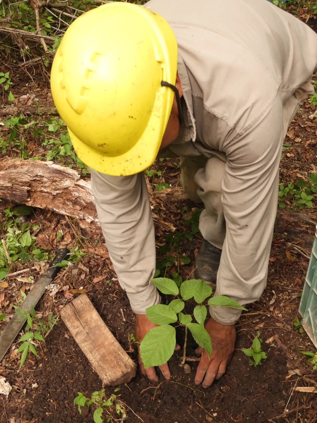 Gift a Tree - Birthday Pack