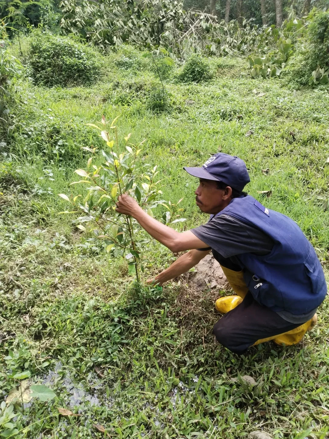 Gift 3 Trees - Wedding Pack