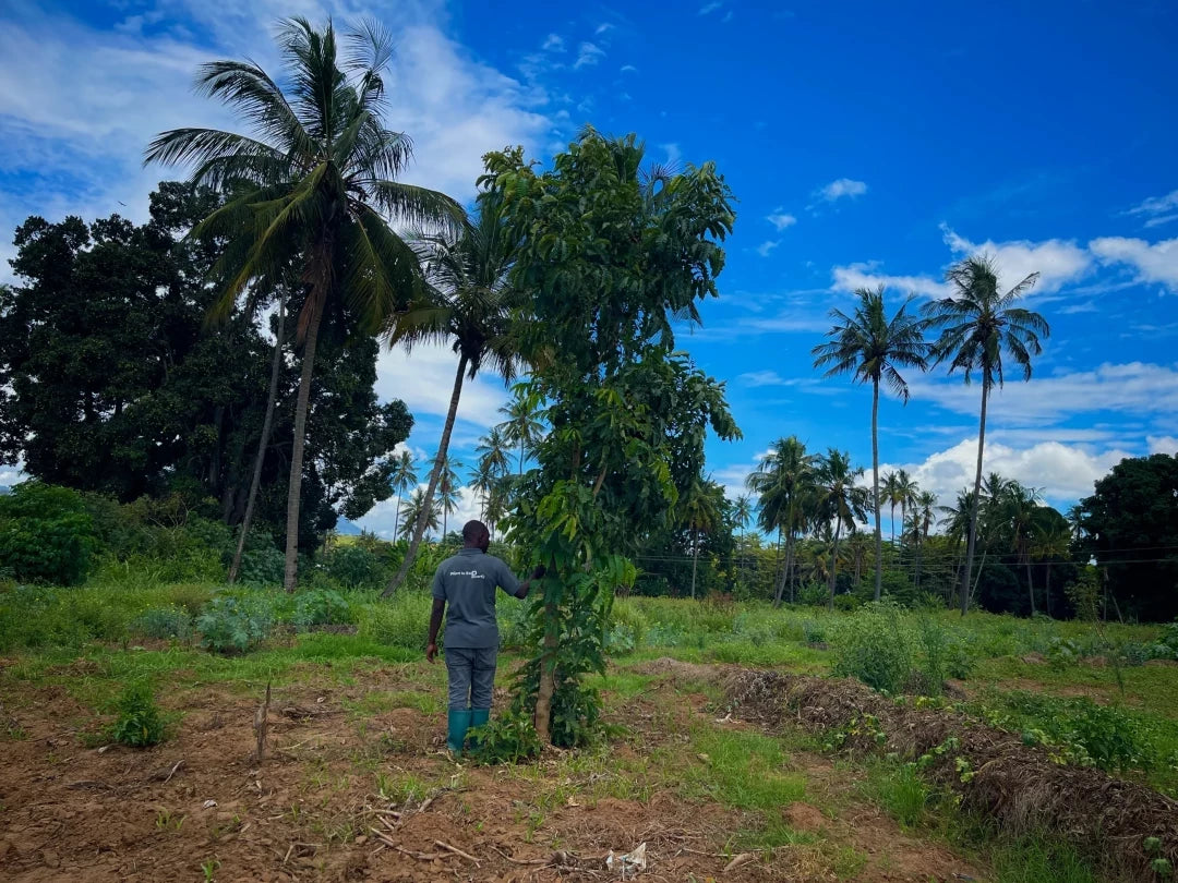 Gift 3 Trees - Gratitude Pack