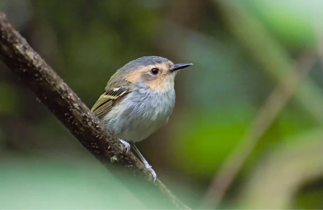 Gift a Tree - Birthday Pack