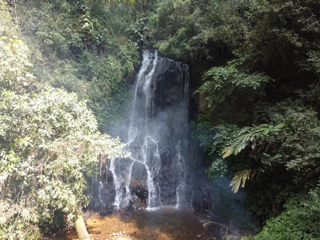 Gift 3 Trees - Wedding Pack