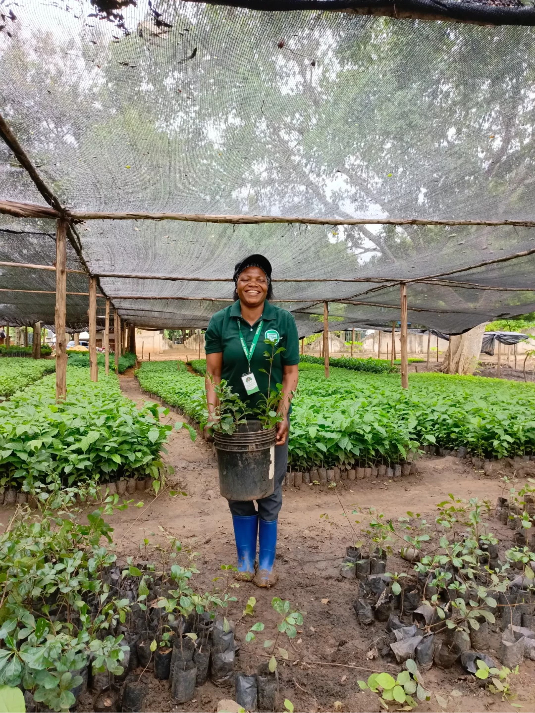 Gift 3 Trees - Gratitude Pack