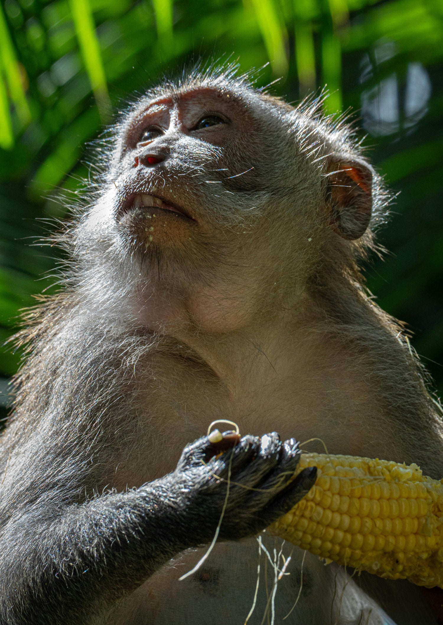 Gift 3 Trees - Wedding Pack