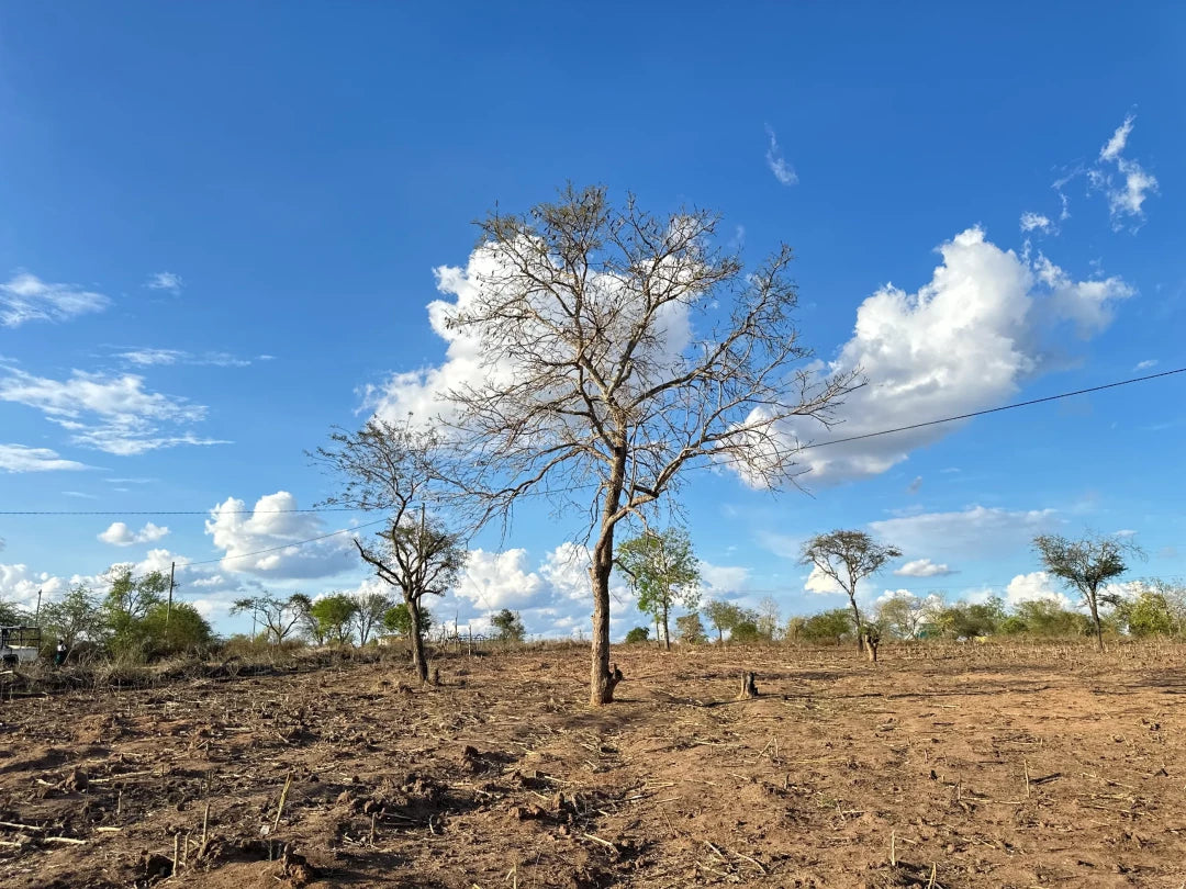 Gift 200 Trees - Gratitude Pack