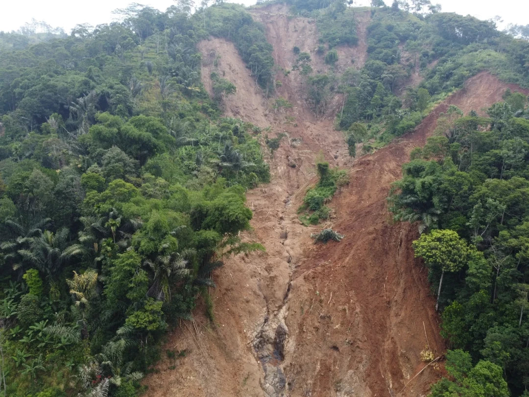 Gift 3 Trees - Wedding Pack