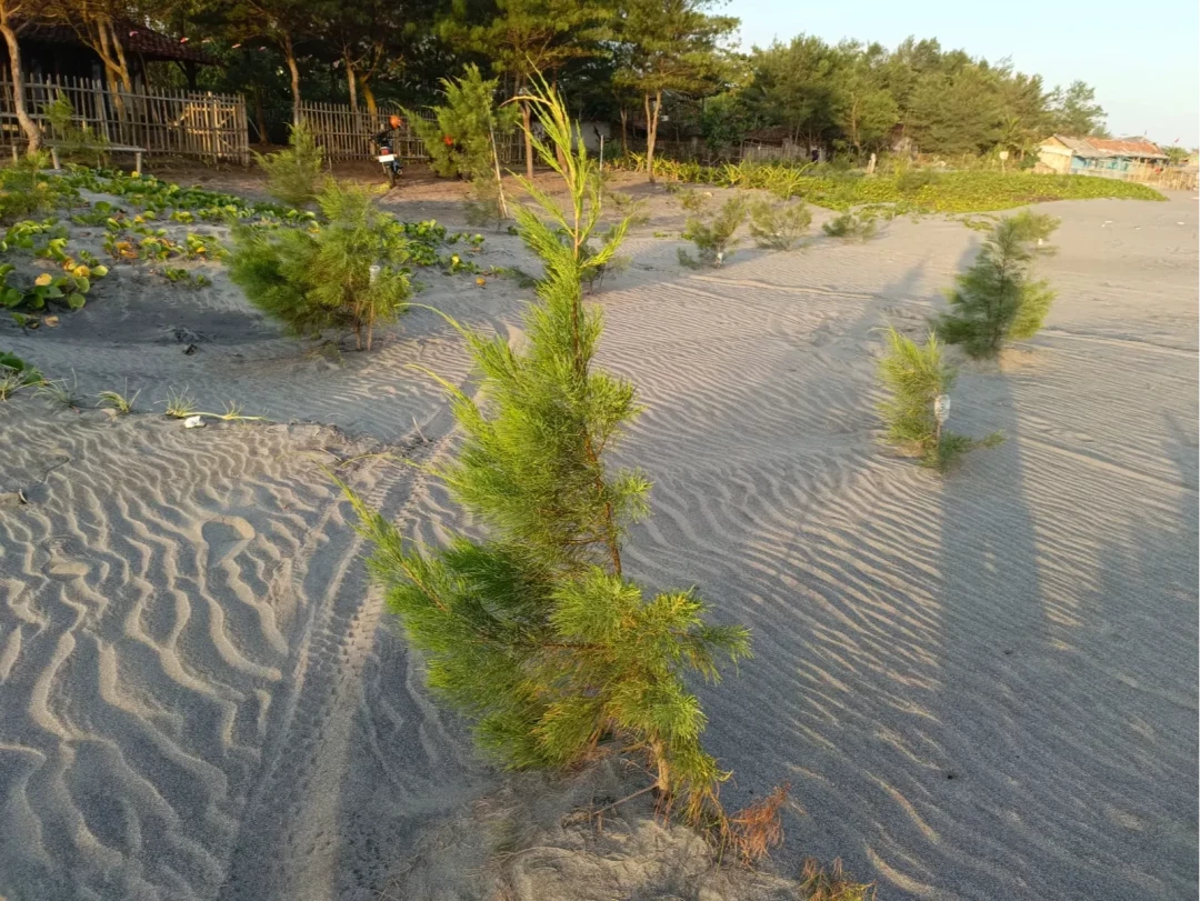 Gift 3 Trees - Wedding Pack