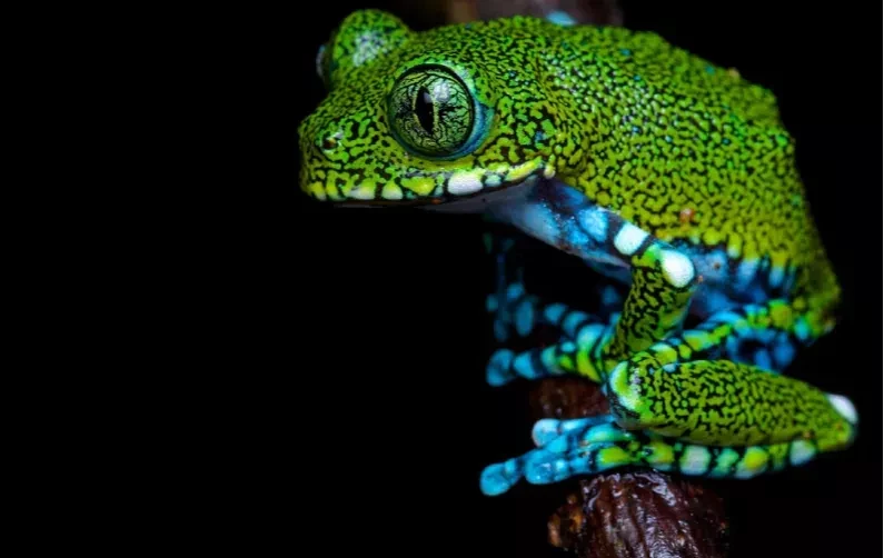 Gift 200 Trees - Gratitude Pack