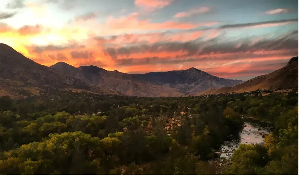 Gift 10 Trees - Christmas Pack