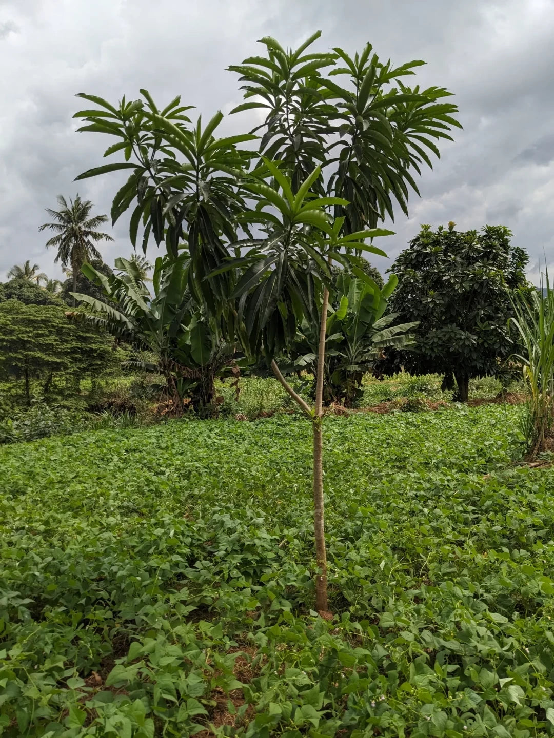 Gift 200 Trees - Gratitude Pack