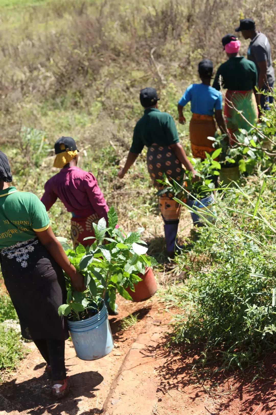 Gift 200 Trees - Gratitude Pack