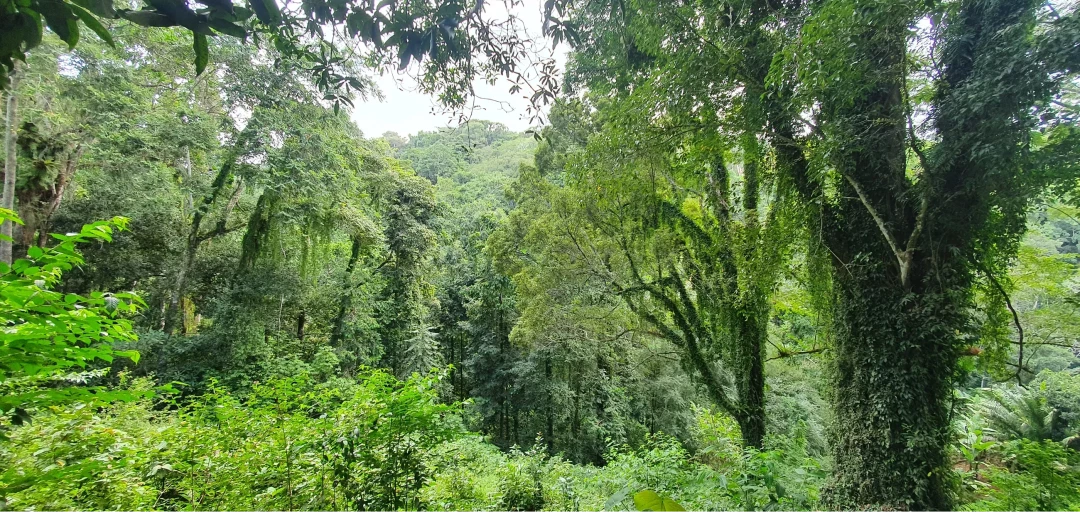 Gift 200 Trees - Gratitude Pack