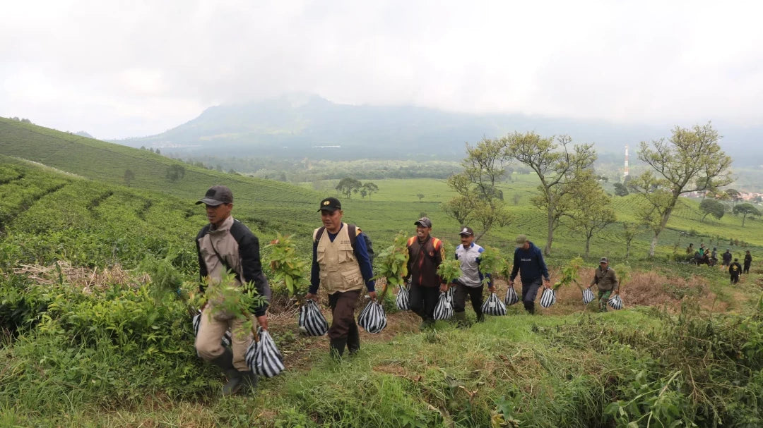 Gift 3 Trees - Wedding Pack