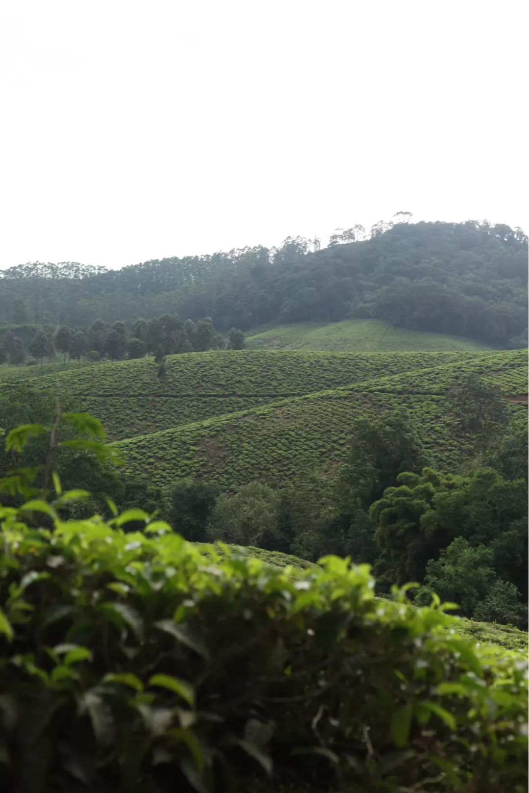 Gift 200 Trees - Gratitude Pack