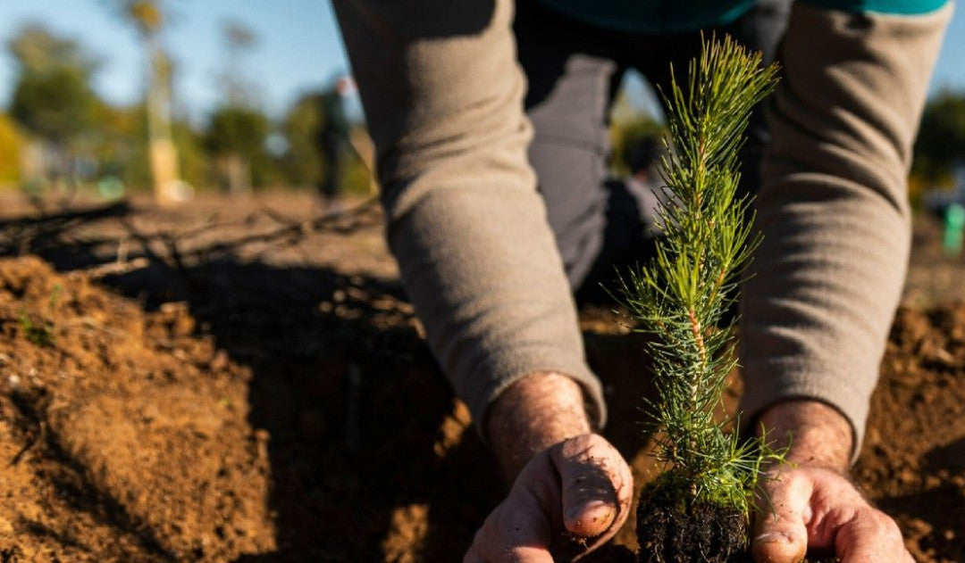 Gift 10 Trees - Christmas Pack